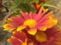 Orange Dahlia Flower Closeup Royalty Free Stock Photo