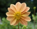 Orange dahlia flower closeup Royalty Free Stock Photo