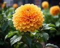 an orange dahlia flower in a garden Royalty Free Stock Photo