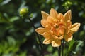 Orange dahlia flower garden bed Royalty Free Stock Photo