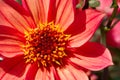 Orange Dahlia flower macro Royalty Free Stock Photo