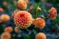 Orange dahlia flower macro photography in the park on a summer sunny evening. Royalty Free Stock Photo