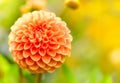 Orange dahlia flower Royalty Free Stock Photo