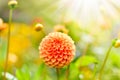 Orange dahlia flower Royalty Free Stock Photo