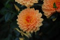 Orange Dahlia flower - Symbol of elegance, inner strength, creativity change and dignity