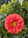 Orange Dahlia flower symbolize fervor and exhilation Royalty Free Stock Photo