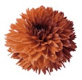 Orange dahlia. Flower on a white isolated background with clipping path. For design. Closeup. Royalty Free Stock Photo