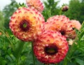 Orange dahlia flowers Royalty Free Stock Photo