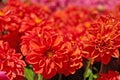 Orange dahlia flowers closeup Royalty Free Stock Photo