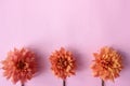 Orange dahlia flowers on pink background with copy space. Royalty Free Stock Photo