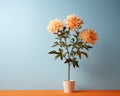 orange dahlia flowers in a vase on an orange and blue background Royalty Free Stock Photo