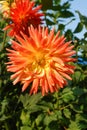 Orange dahlia of the `Gudoshnik` variety Cactus Type in the garden on a sunny morning Royalty Free Stock Photo