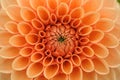 Orange dahlia macro Royalty Free Stock Photo