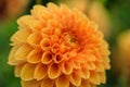 Orange dahlia macro Royalty Free Stock Photo