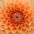 Orange dahlia macro Royalty Free Stock Photo