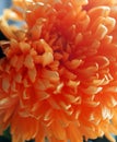 Orange dahlia Royalty Free Stock Photo