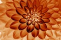 Orange dahlia petals  floral abstract background. Close up of flower dahlia for background Royalty Free Stock Photo