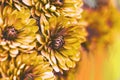 Orange dahlia petals macro, floral abstract background. Close up of flowes dahlia, chrysanthemum for background, Soft Royalty Free Stock Photo