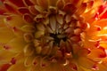 Orange dahlia petals macro, floral abstract background. Shallow DOF spring background Royalty Free Stock Photo