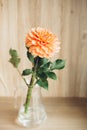 Orange dahlia single flower in the glass vase on table Royalty Free Stock Photo