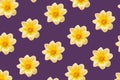 Orange dahlias on a muted purple background. The concept of spring, summer.