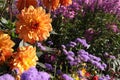 Orange Dahlias Among Purple Flowers