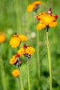 A flower of many names, pilosella aurantiaca, fox and cubs, orange hawk bit, devil`s paintbrush, grim the collier Royalty Free Stock Photo