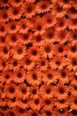 Orange Daisies