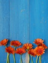 Orange daisies on a blue wooden background Royalty Free Stock Photo