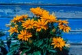 Orange daisies under the sun Light and blue wood background