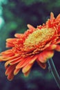 Orange daisy