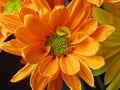 Orange Daisy