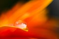 Orange daisy colors in a water drop Royalty Free Stock Photo