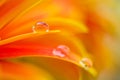 Orange daisy colors in a water drop Royalty Free Stock Photo