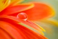 Orange daisy colors in a water drop Royalty Free Stock Photo
