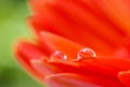 Orange daisy colors in water drops (2) Royalty Free Stock Photo