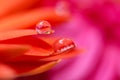 Orange daisy colors in water drops (3) Royalty Free Stock Photo