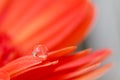 Orange daisy colors in water drops (1) Royalty Free Stock Photo