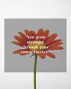 Orange Daisy with Commitment Strength Quote via Generative Ai Royalty Free Stock Photo