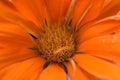 Orange daisy. detail. daisy background