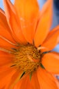 Orange daisy. detail. daisy background