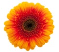 Orange Daisy flower