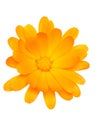 Orange daisy flower Royalty Free Stock Photo