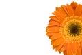 Orange daisy flower Royalty Free Stock Photo