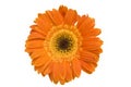 Orange daisy flower Royalty Free Stock Photo