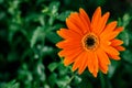 Orange daisy flower closeup, natural background. Royalty Free Stock Photo