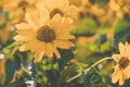 Orange daisy flower closeup. Royalty Free Stock Photo