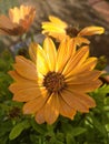 ORANGE DAISY FLOWER DETAILL Royalty Free Stock Photo