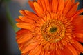 Orange Daisy Flower Gerbera Close Up View Royalty Free Stock Photo