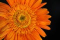 Orange Daisy Flower Gerbera With Water Drops Royalty Free Stock Photo